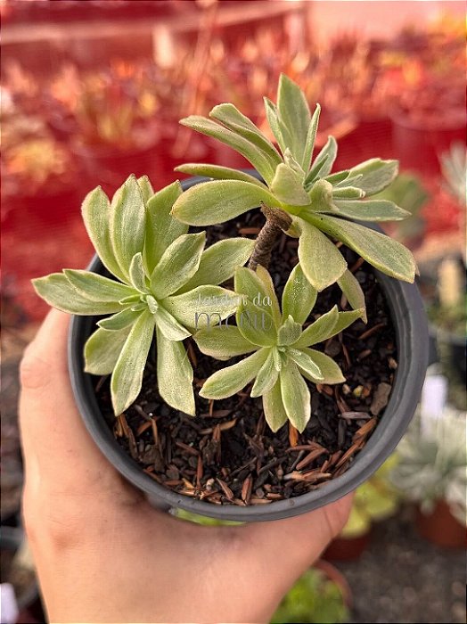 Aeonium ballerina