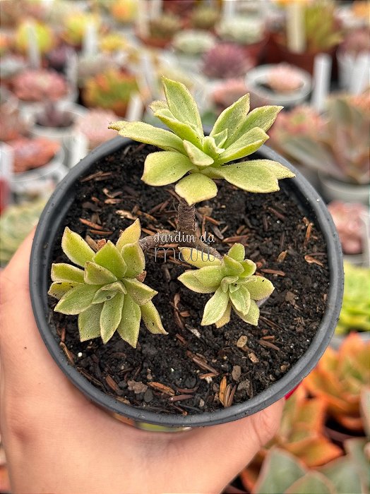 Aeonium ballerina