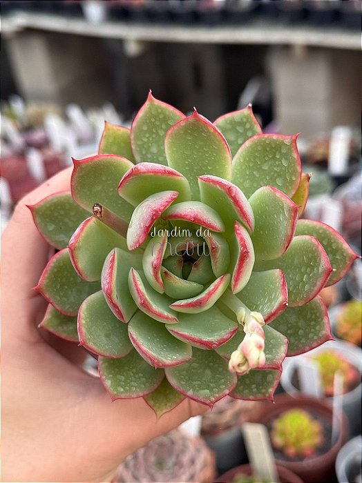 Echeveria pink dragon