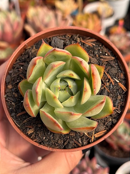 Echeveria pink dragon