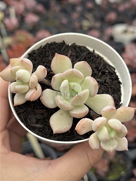 Graptoveria ‘a grim one’