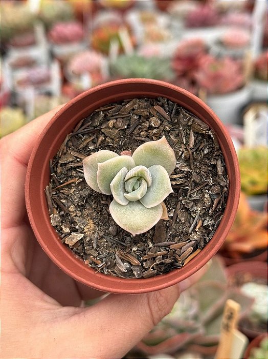 Graptoveria lovely rose