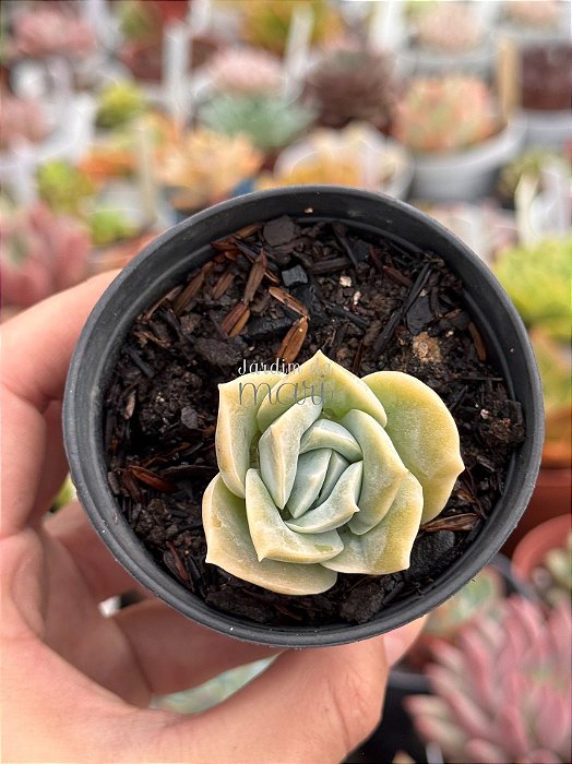 Graptoveria lovely rose