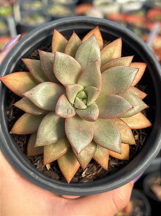 Graptoveria Araluen gem (sem raiz)