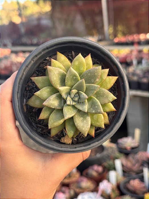 Graptoveria araluen gem