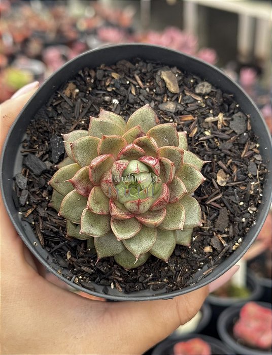 Echeveria yamatomini