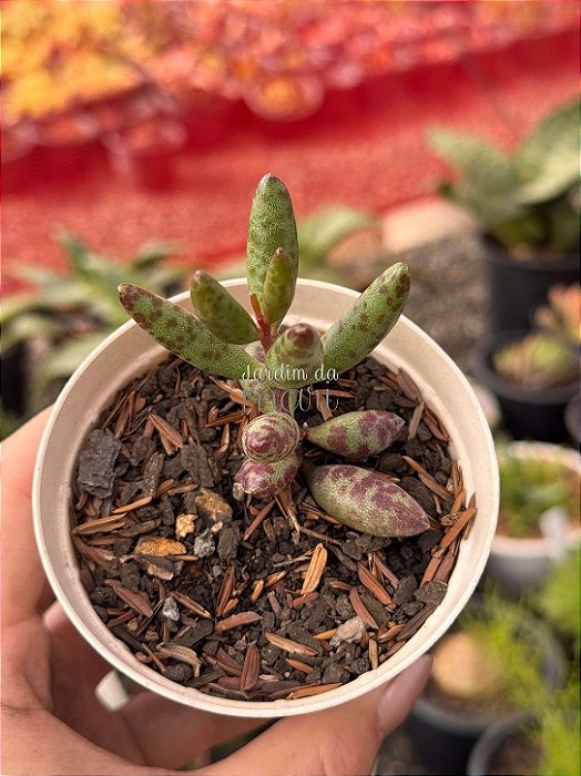 Adromischus filicaulis
