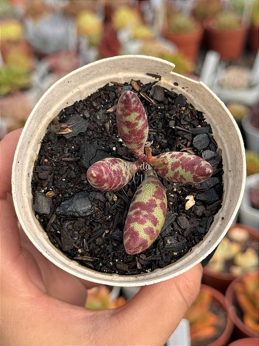 Adromischus filicaulis
