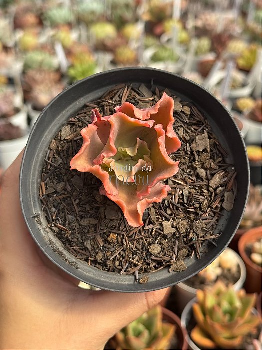 Echeveria lucy V