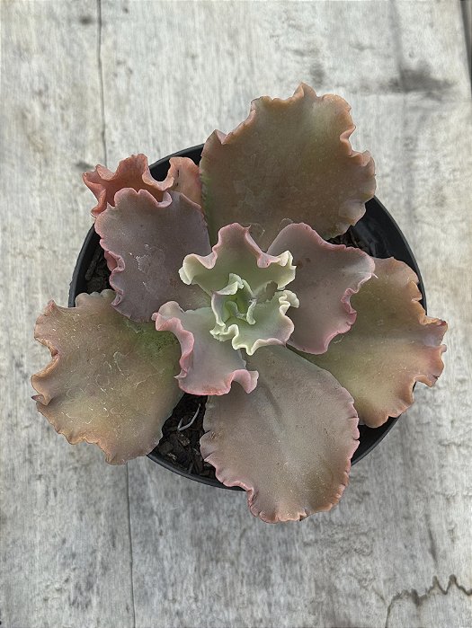 Echeveria lucy V