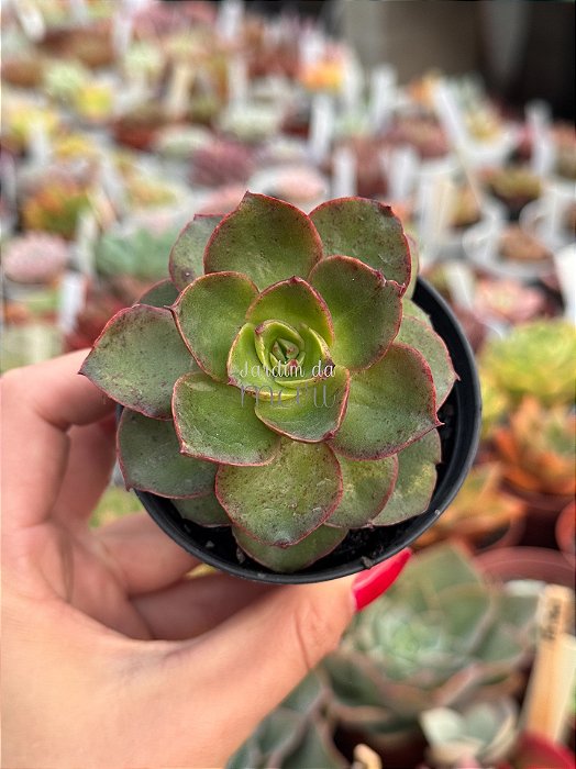 Echeveria salsa verde