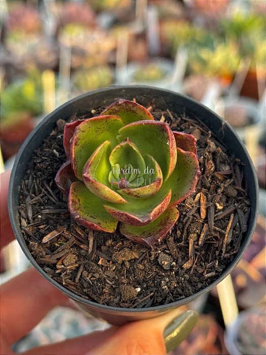 Echeveria salsa verde