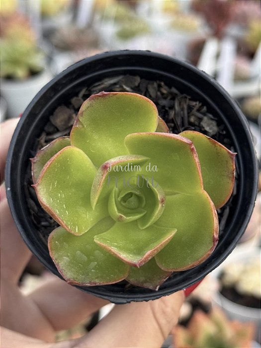 Echeveria salsa verde