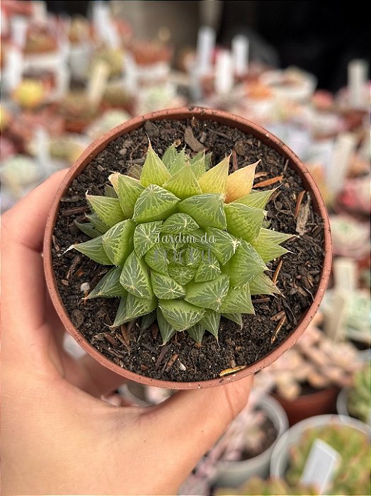Haworthia cooperi gordoniana