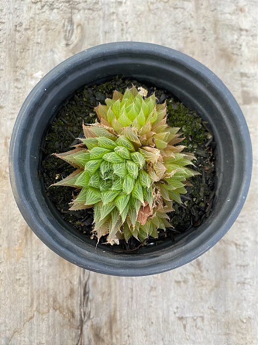 Haworthia cooperi gordoniana(colônia)