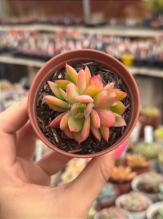 Echeveria luella