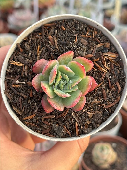 Echeveria luella
