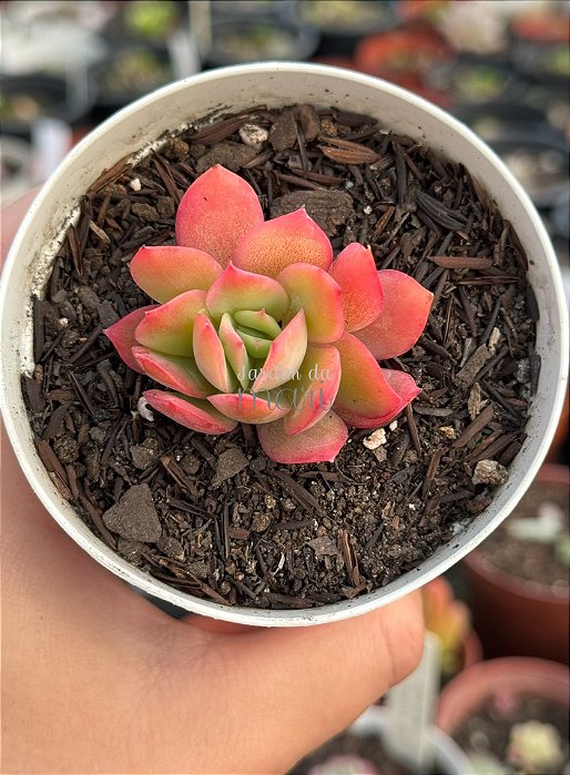 Echeveria luella