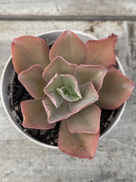 Echeveria takasago no okina