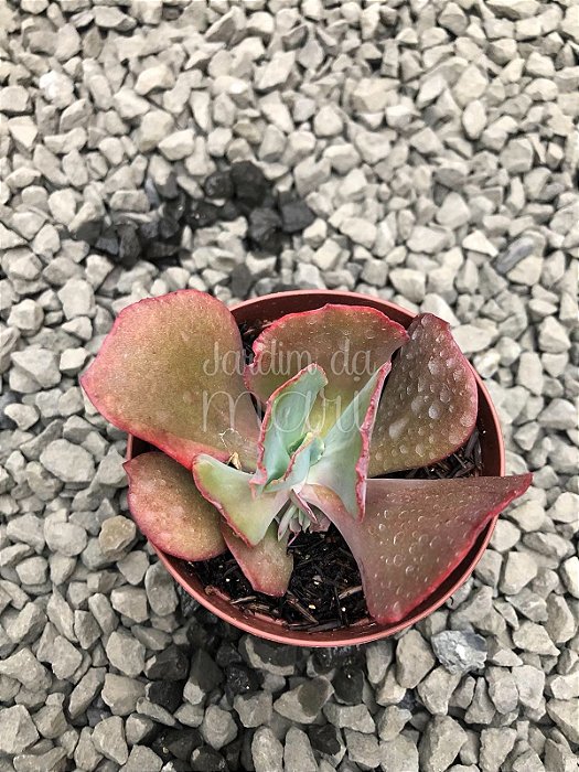 Echeveria hibrida francesa