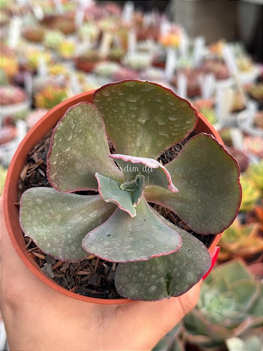 Echeveria copahue