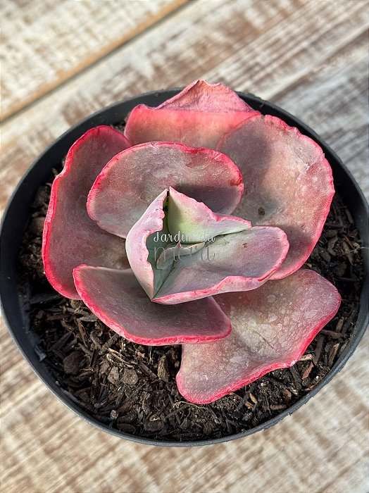 Echeveria Copahue M