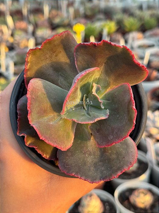 Echeveria copahue
