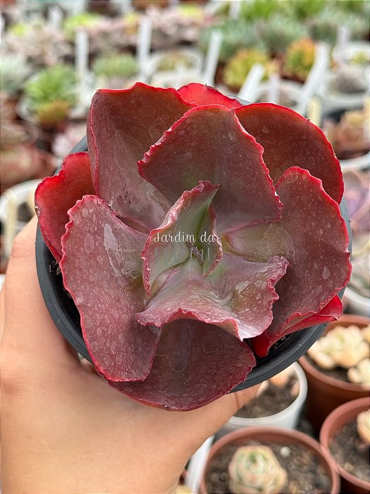 Echeveria evening dress