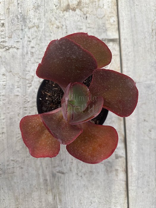 Echeveria evening dress (sem raiz)