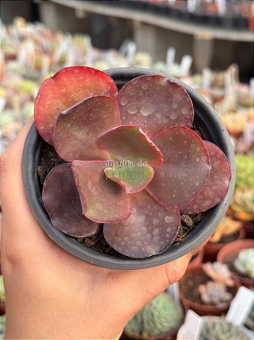 Echeveria evening dress (sem raiz)