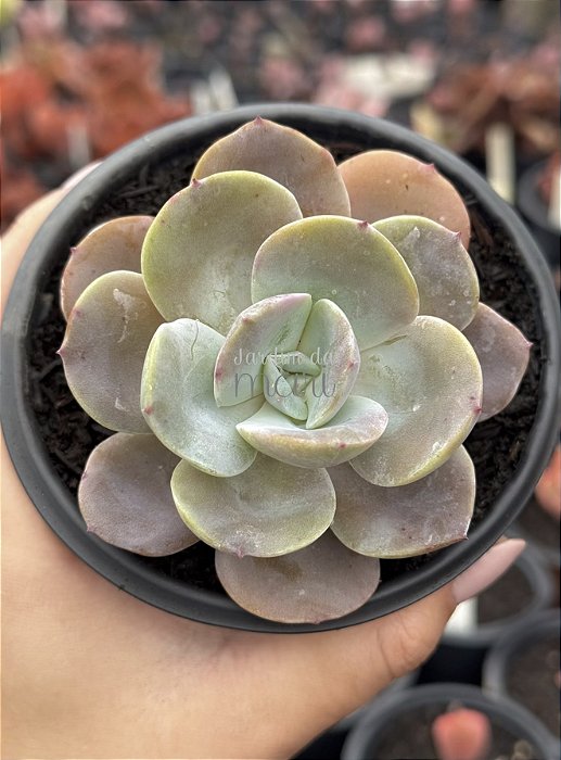 Echeveria fundy