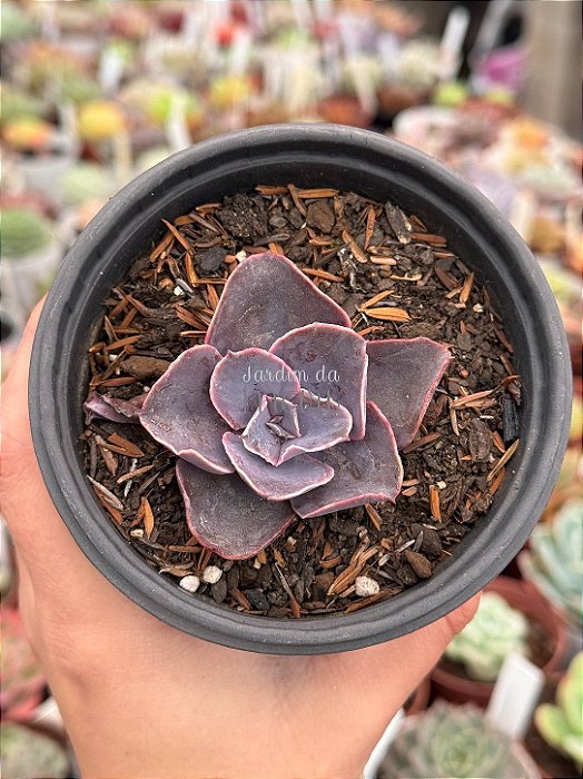 Echeveria violacina