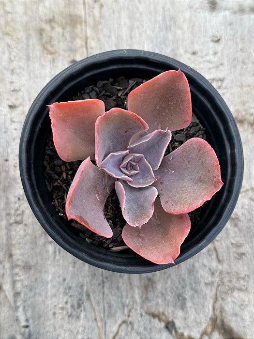 Echeveria violacina