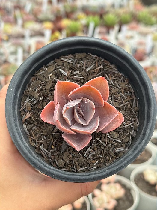 Echeveria violacina