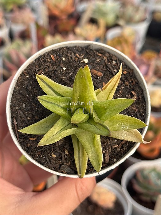 Aloe black gem variegata