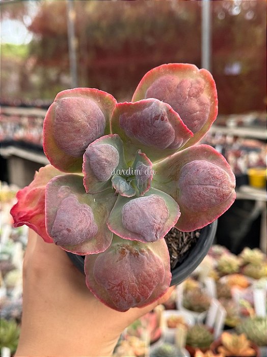 Echeveria lilac snow