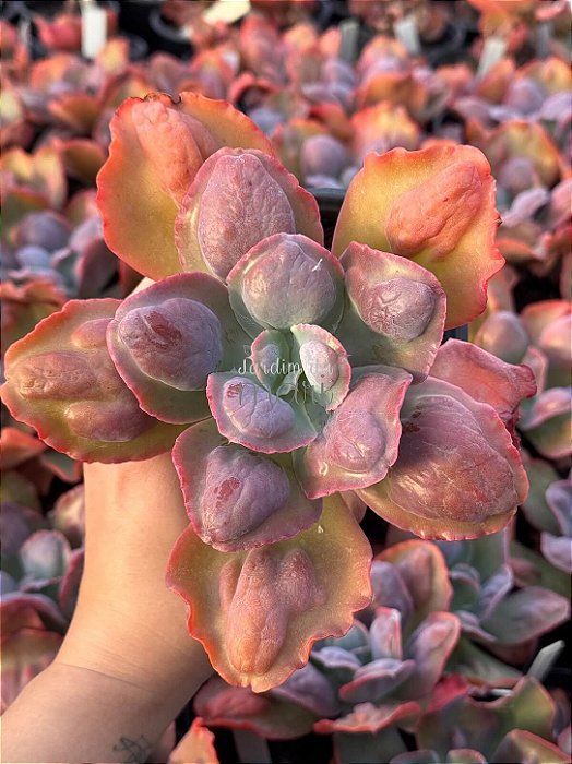 Echeveria lilac snow