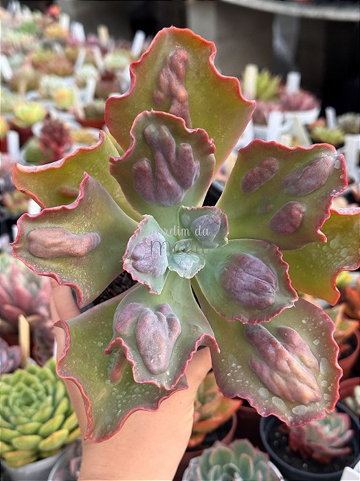 Echeveria lilac snow