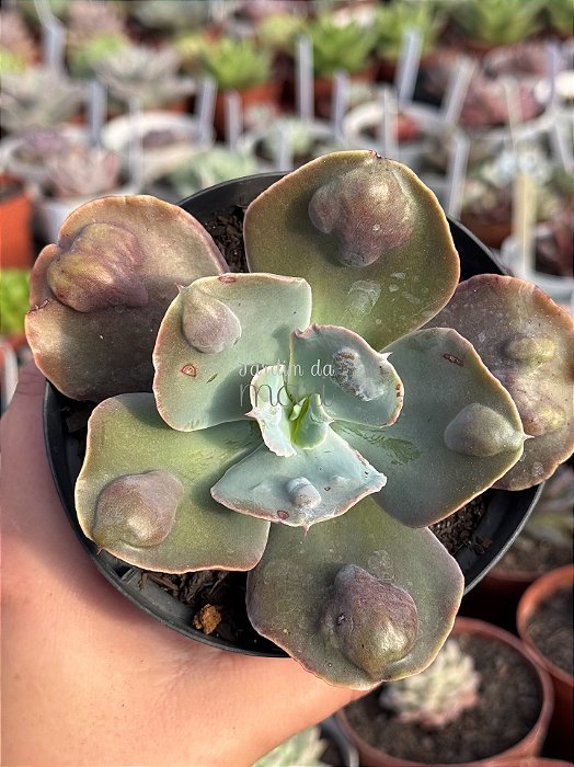 Echeveria lilac snow M