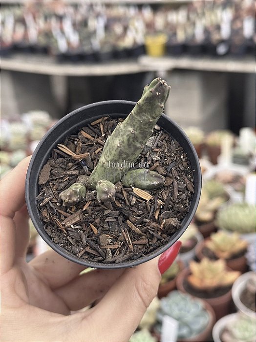 Stapelia yellow flavopurpurea