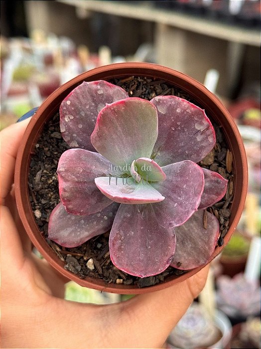 Echeveria dreams and phantasms M