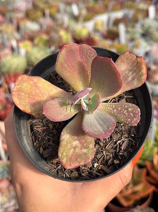 Echeveria dreams and phantasms