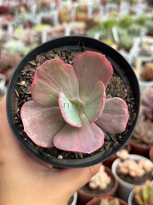Echeveria dreams and phantasms
