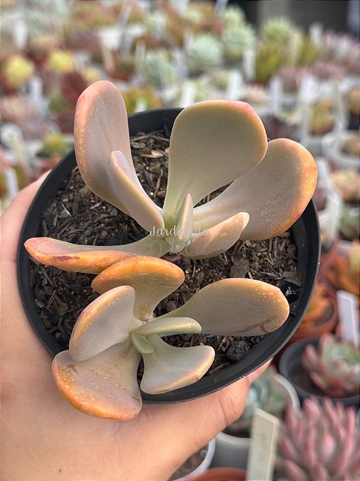 Pachyveria opal moon