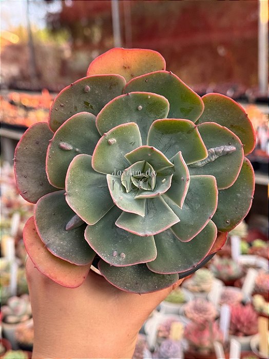 Echeveria elektra
