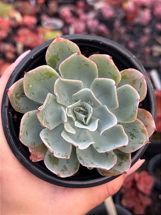 Echeveria vanessa