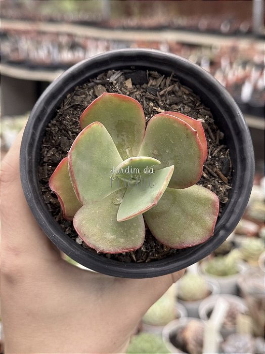 Echeveria hibrida M56
