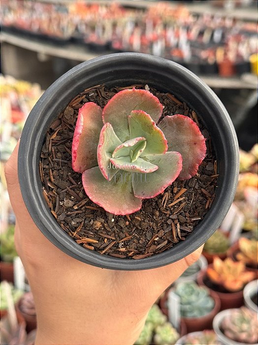 Echeveria harry butterfield