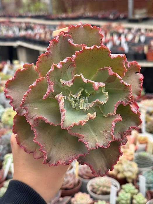 Echeveria chantilly white cloud reversa