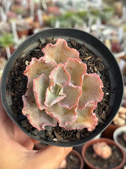 Echeveria chantilly white cloud reversa